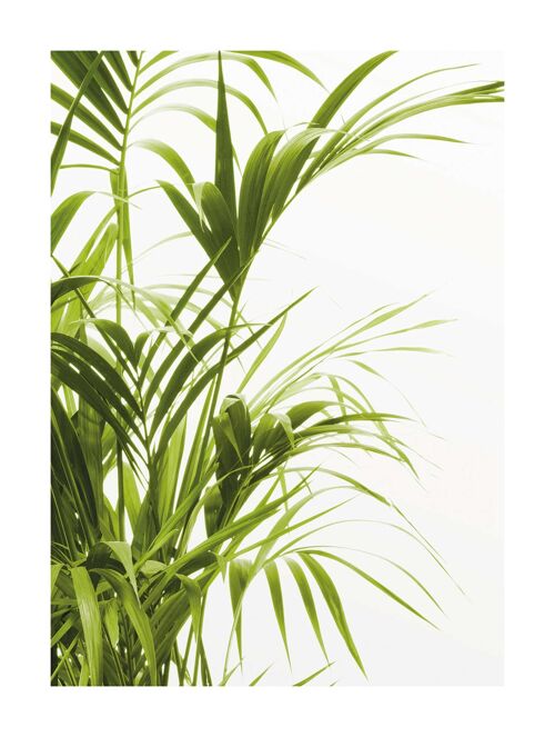 Wandbild - Reed Leaves - Größe: 30 x 40 cm