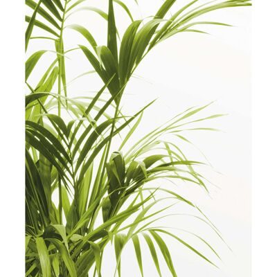 Wandbild - Reed Leaves - Größe: 40 x 50 cm