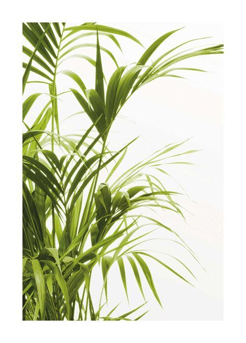 Wandbild - Reed Leaves - Größe: 50 x 70 cm