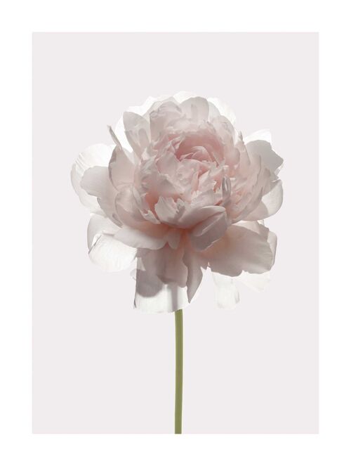 Wandbild - Rose  - Größe: 30 x 40 cm