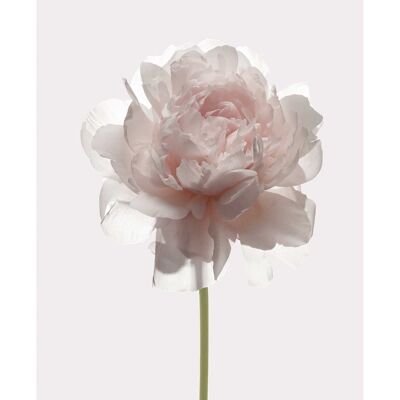 Murale - Rose - Dimensions : 30 x 40 cm