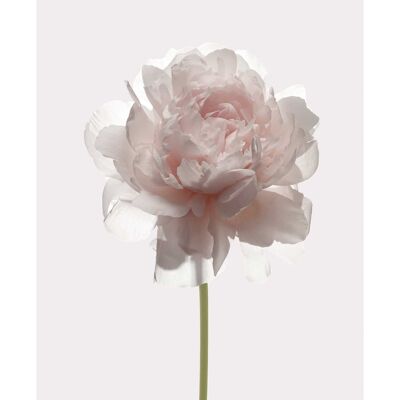Wandbild - Rose  - Größe: 40 x 50 cm