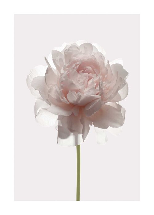 Wandbild - Rose  - Größe: 50 x 70 cm
