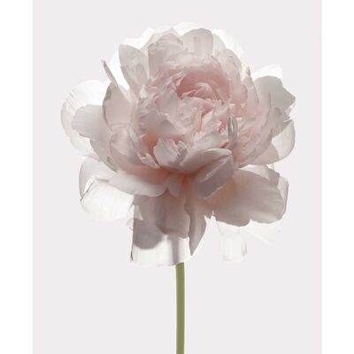 Murale - Rose - Dimensions : 50 x 70 cm