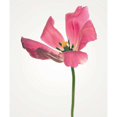 Murale - Tulipe - Format : 30 x 40 cm