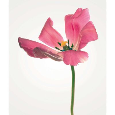 Mural - Tulip - Size: 40 x 50 cm