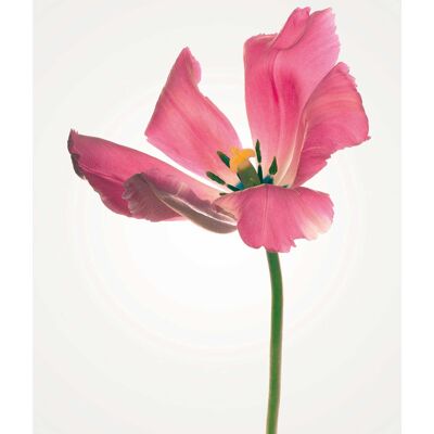 Mural - Tulip - Size: 50 x 70 cm