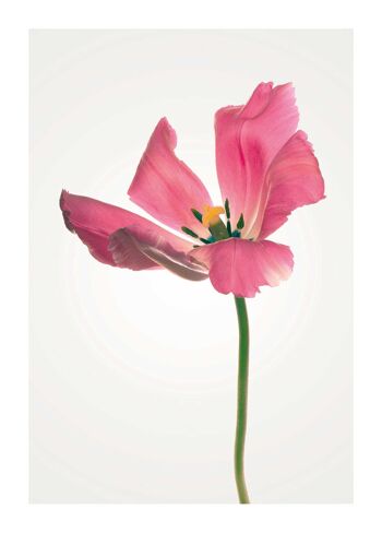 Murale - Tulipe - Format : 50 x 70 cm 1