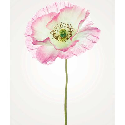 Wandbild - Poppy  - Größe: 30 x 40 cm