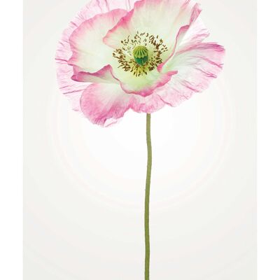 Wandbild - Poppy  - Größe: 30 x 40 cm