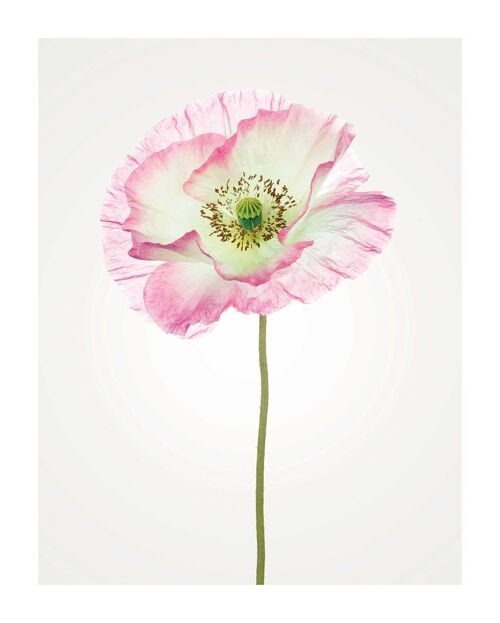 Wandbild - Poppy  - Größe: 40 x 50 cm