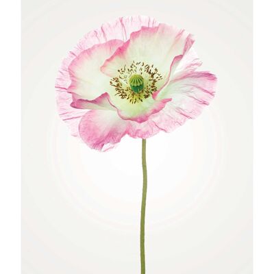 Wandbild - Poppy  - Größe: 40 x 50 cm
