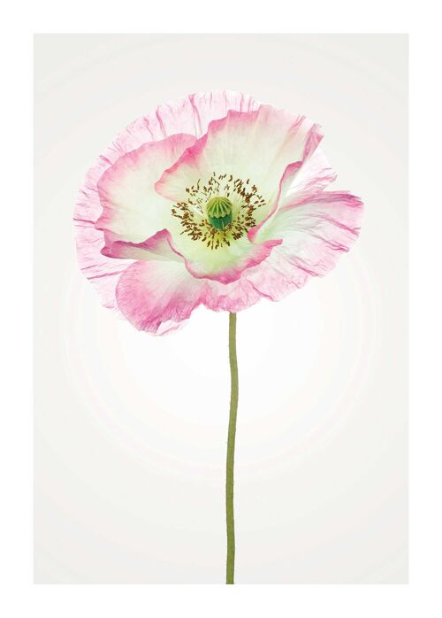 Wandbild - Poppy  - Größe: 50 x 70 cm