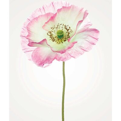 Wandbild - Poppy  - Größe: 50 x 70 cm