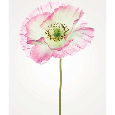 Mural - Poppy - Size: 50 x 70 cm