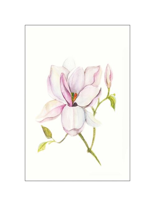 Wandbild - Magnolia Shine - Größe: 30 x 40 cm