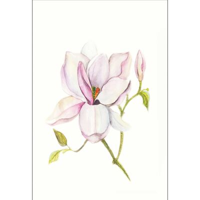 Papier peint - Magnolia Shine - Dimensions : 30 x 40 cm