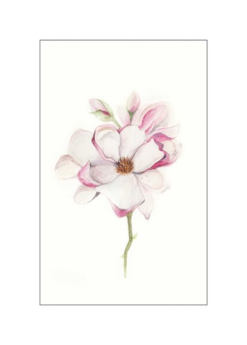 Wandbild - Magnolia Blossom - Größe: 50 x 70 cm