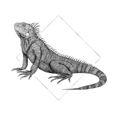 Wandbild - Iguana White - Größe: 30 x 40 cm