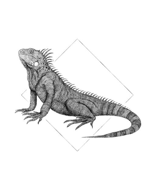 Wandbild - Iguana White - Größe: 40 x 50 cm