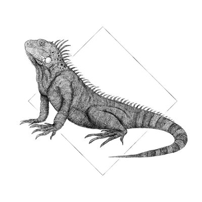 Wandbild - Iguana White - Größe: 40 x 50 cm