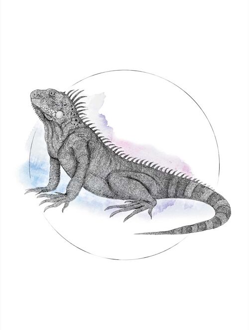 Wandbild - Iguana Watercolor - Größe: 30 x 40 cm
