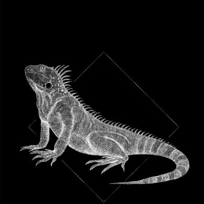 Wandbild - Iguana Black - Größe: 40 x 50 cm