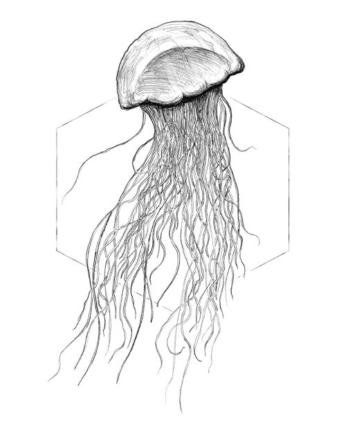 Wandbild - Jellyfish White - Größe: 40 x 50 cm
