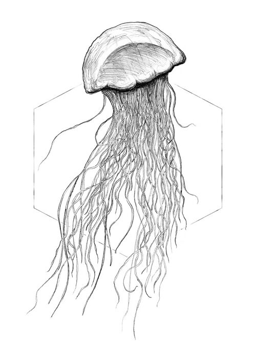 Wandbild - Jellyfish White - Größe: 50 x 70 cm