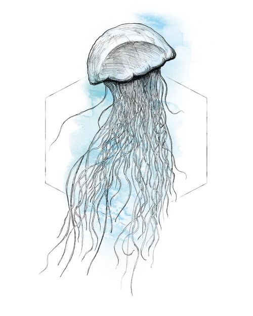 Wandbild - Jellyfish Watercolor - Größe: 40 x 50 cm