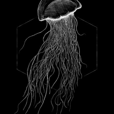 Wandbild - Jellyfish Black - Größe: 30 x 40 cm