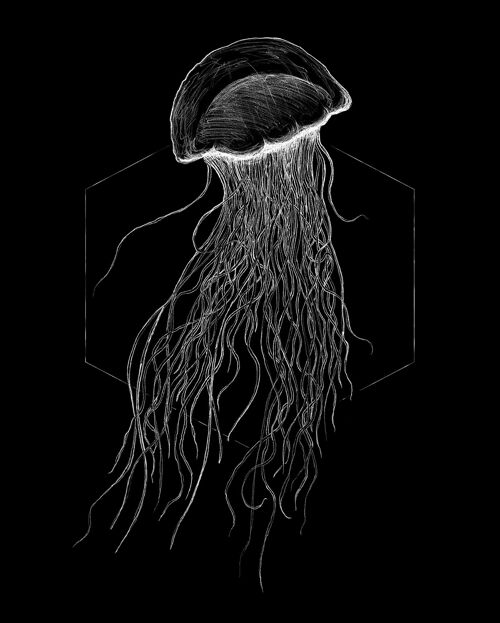 Wandbild - Jellyfish Black - Größe: 40 x 50 cm