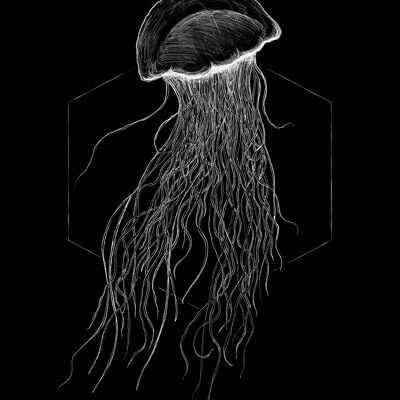 Wandbild - Jellyfish Black - Größe: 40 x 50 cm