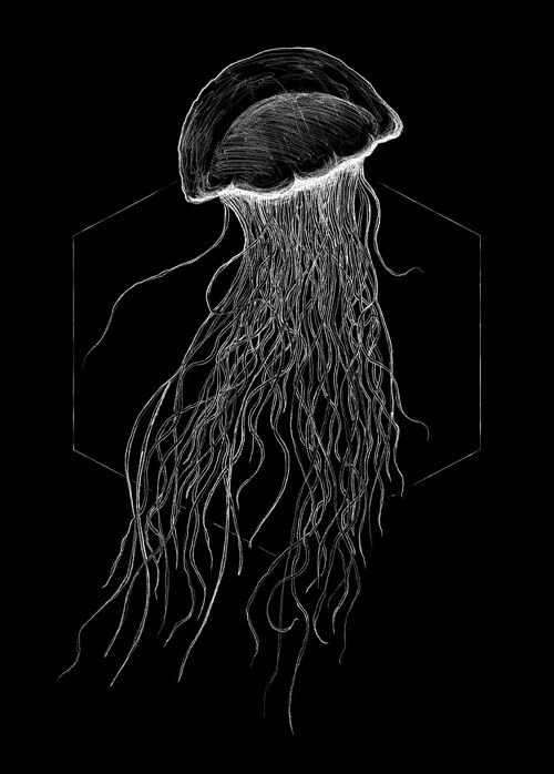 Wandbild - Jellyfish Black - Größe: 50 x 70 cm