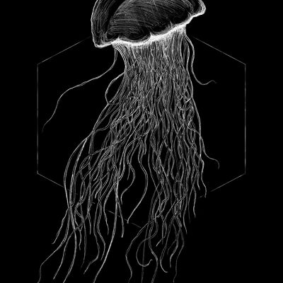 Mural - Jellyfish Black - Size: 50 x 70 cm