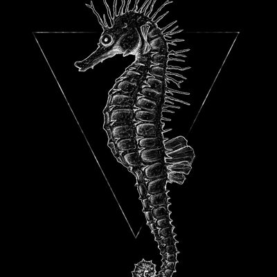Wandbild - Sea Horse Black - Größe: 50 x 70 cm