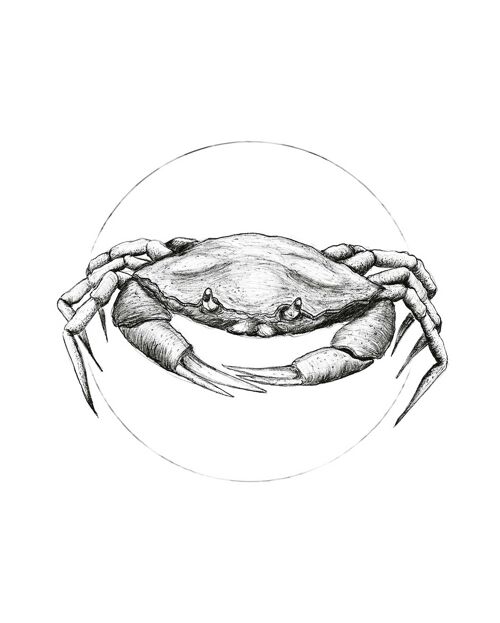 Wandbild - Crab White - Größe: 40 x 50 cm