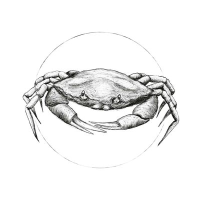 Mural - Crab White - Size: 40 x 50 cm