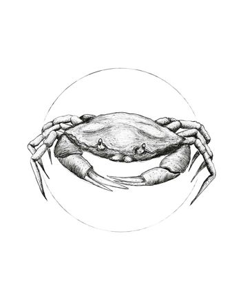 Papier Peint - Crabe Blanc - Format : 40 x 50 cm 1