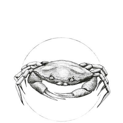 Wandbild - Crab White - Größe: 30 x 40 cm