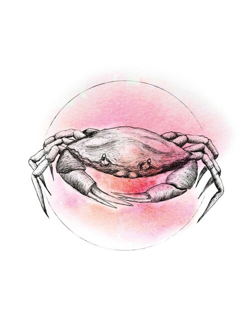 Wandbild - Crab Watercolor - Größe: 30 x 40 cm