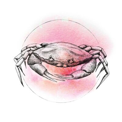 Wandbild - Crab Watercolor - Größe: 30 x 40 cm