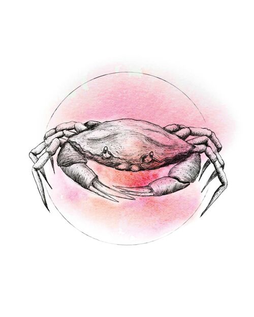 Wandbild - Crab Watercolor - Größe: 40 x 50 cm