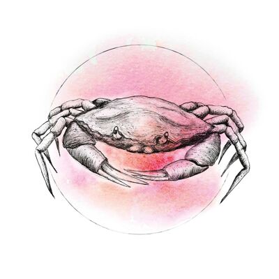 Mural - Crab Watercolor - Size: 40 x 50 cm