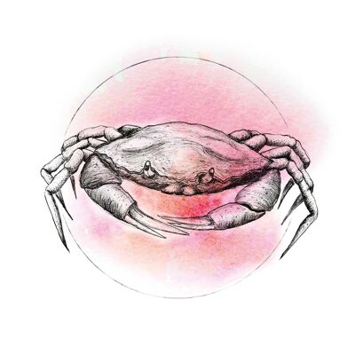 Wandbild - Crab Watercolor - Größe: 50 x 70 cm