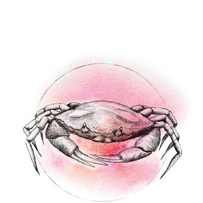 Wandbild - Crab Watercolor - Größe: 50 x 70 cm