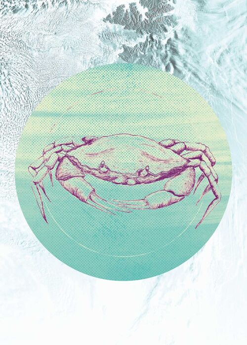 Wandbild - Crab Sea - Größe: 50 x 70 cm