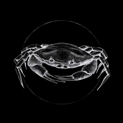 Wandbild - Crab Black - Größe: 30 x 40 cm