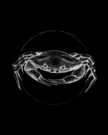 Papier Peint - Crabe Noir - Format : 40 x 50 cm 1