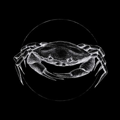 Papier Peint - Crabe Noir - Format : 50 x 70 cm